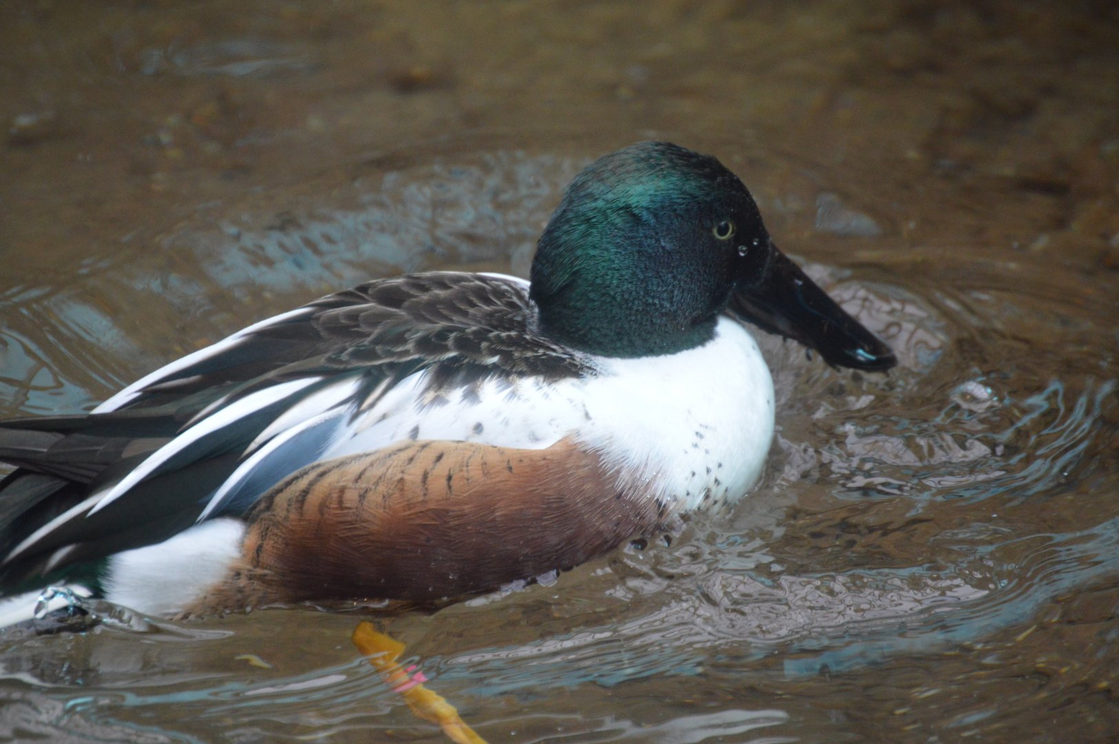 Bird House - Northern Shoveler (Spatula clypeata)