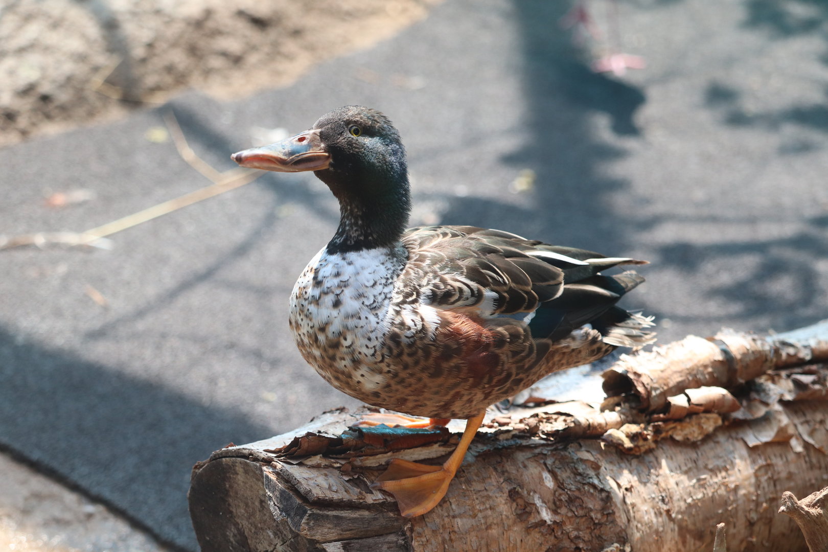 Bird House - Northern Shoveler