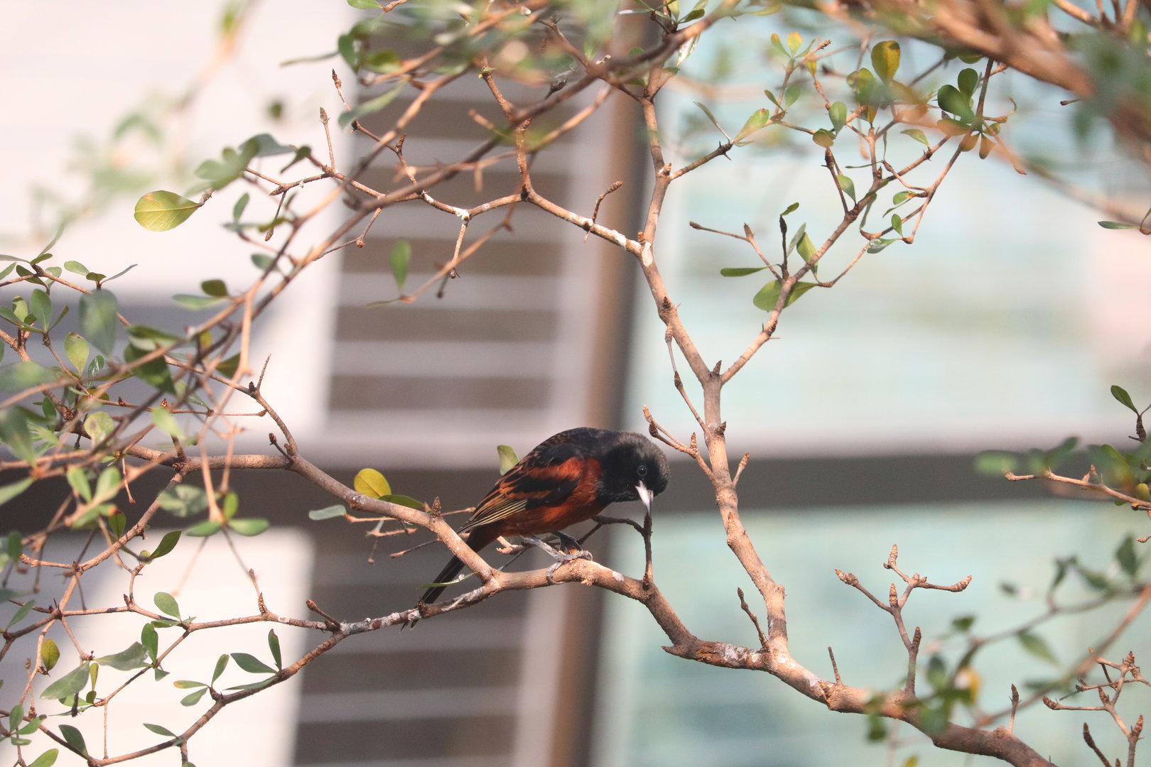 Bird House - Orchard Oriole