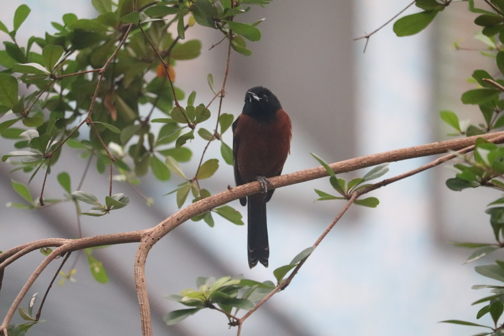 Bird House - Orchard Oriole