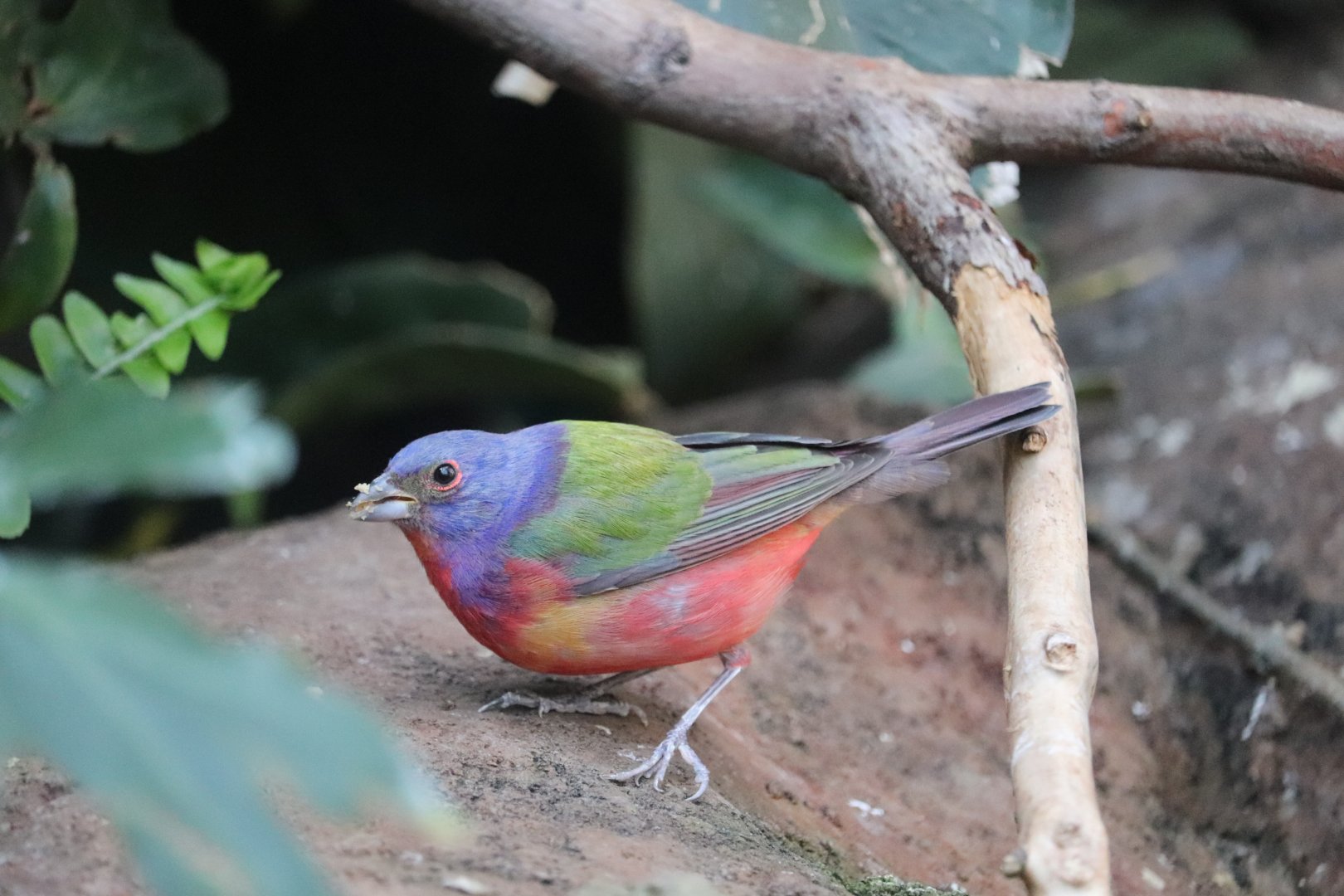 Bird House - Painted Bunting