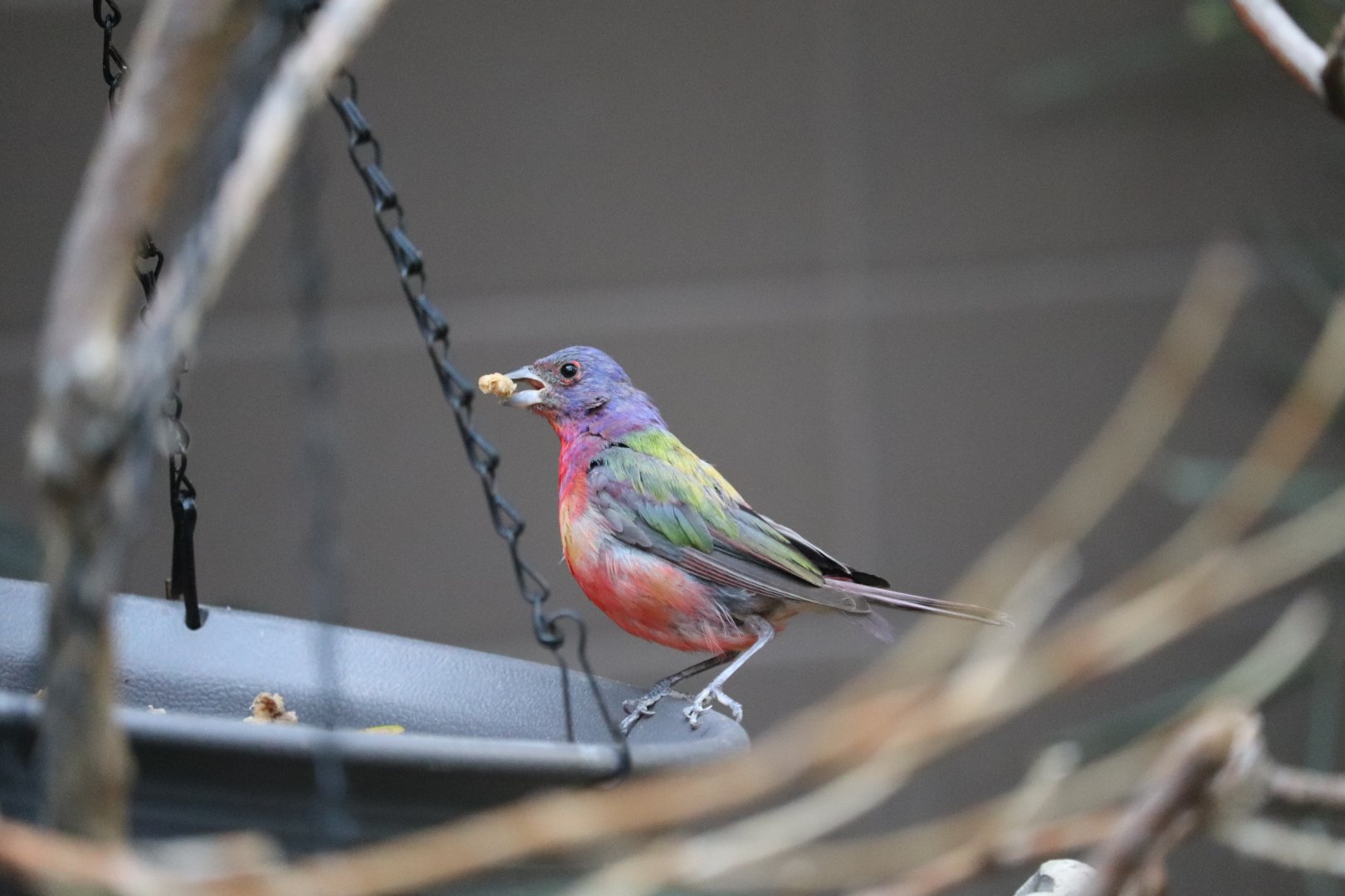 Bird House - Painted Bunting