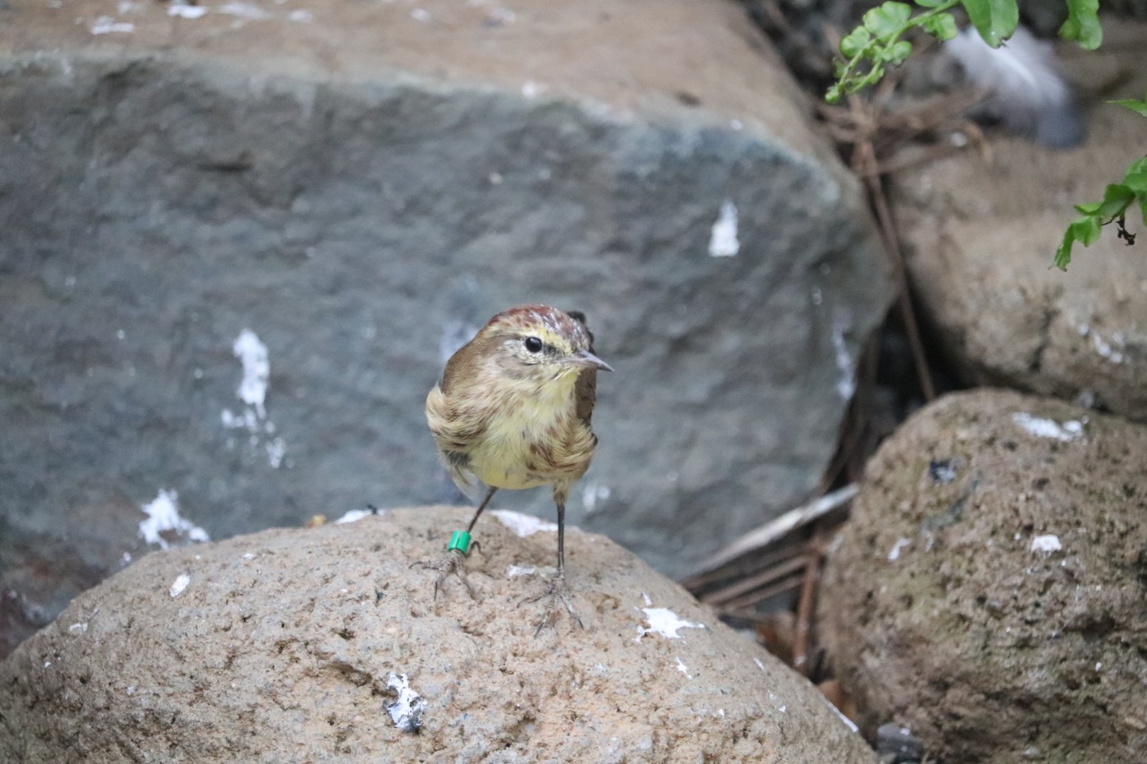 Bird House - Palm Warbler