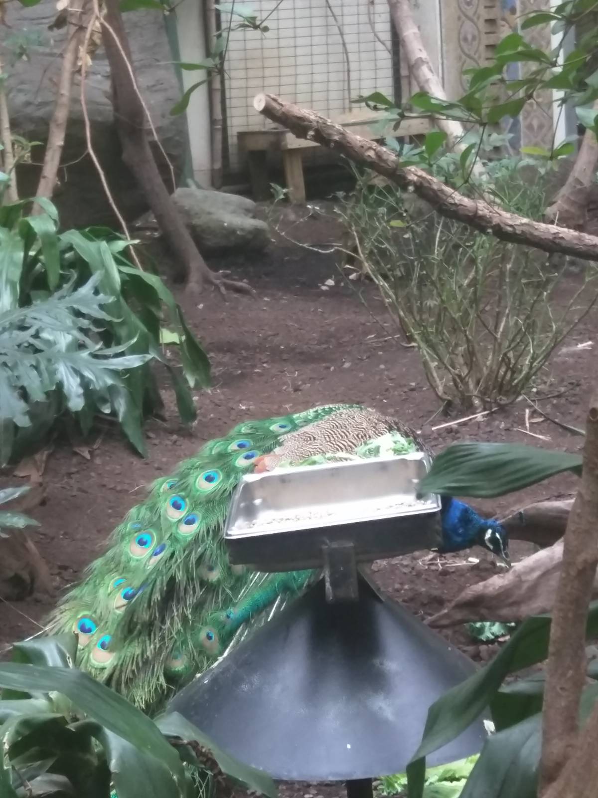 Bird House - Peacock