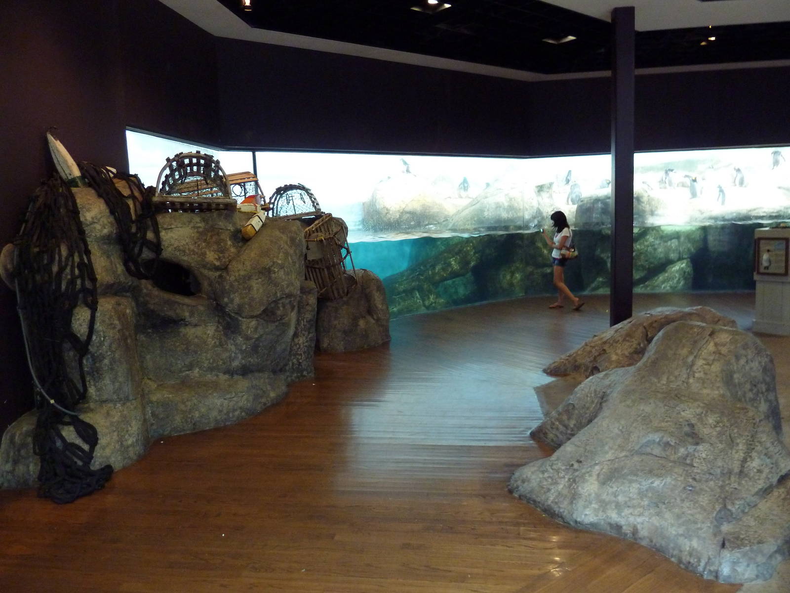 Bird House - Penguin Coast: King/Rockhopper/Gentoo Penguin Exhibit