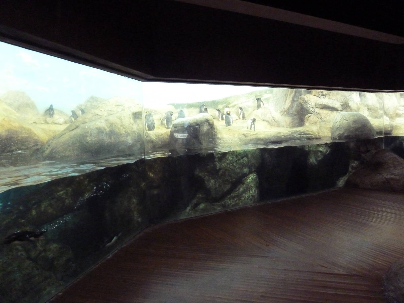 Bird House - Penguin Coast: King/Rockhopper/Gentoo Penguin Exhibit