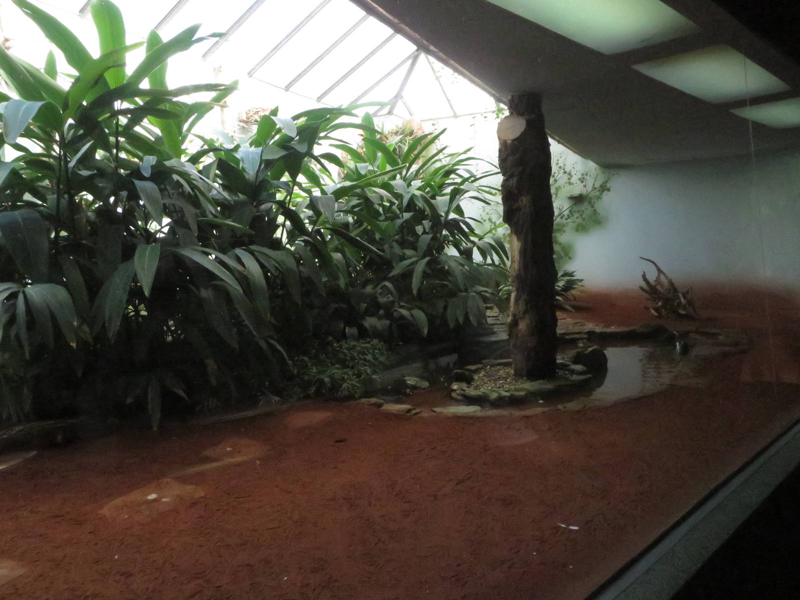 Bird house - pied heron enclosure