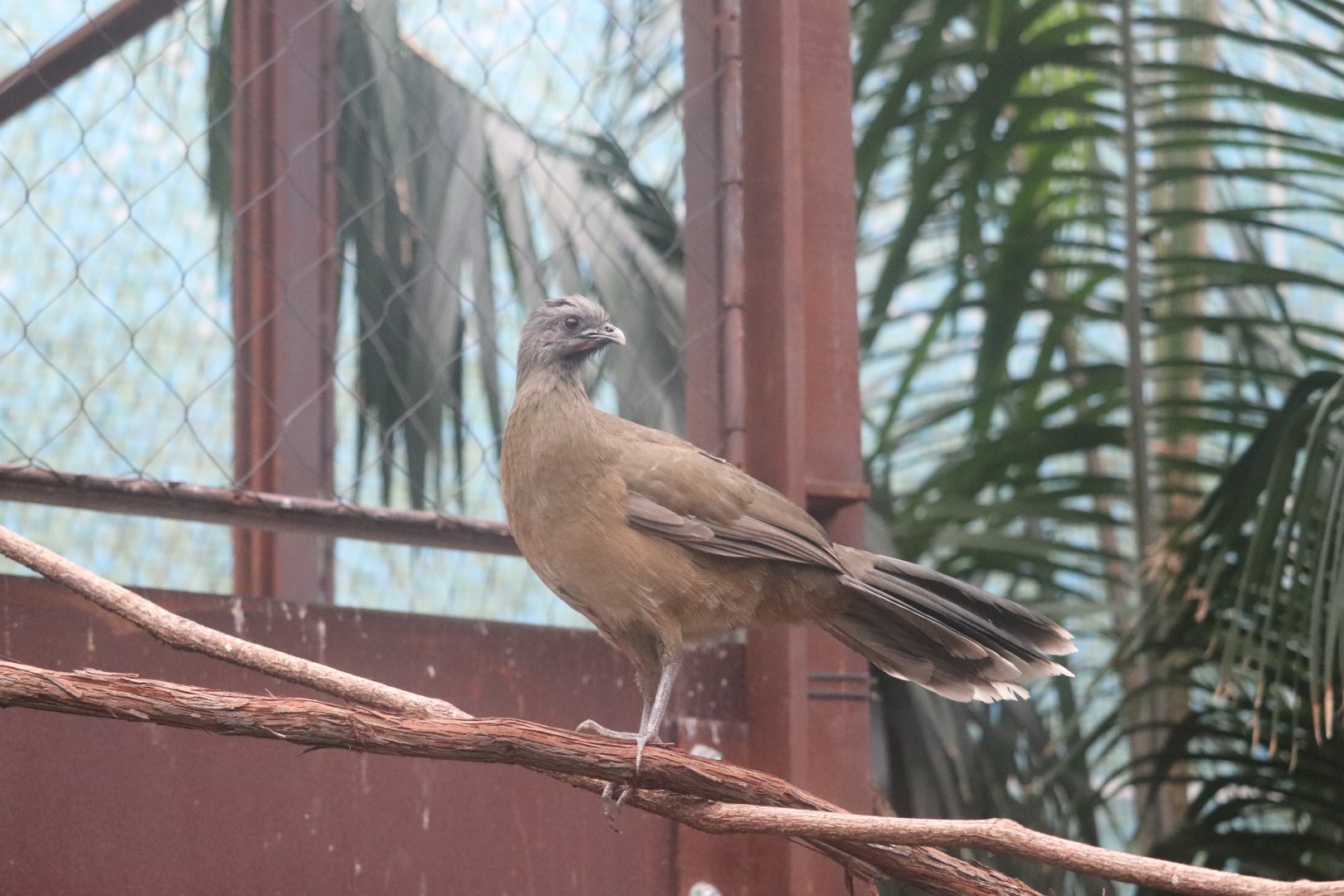 Bird House - Plain Chachalaca