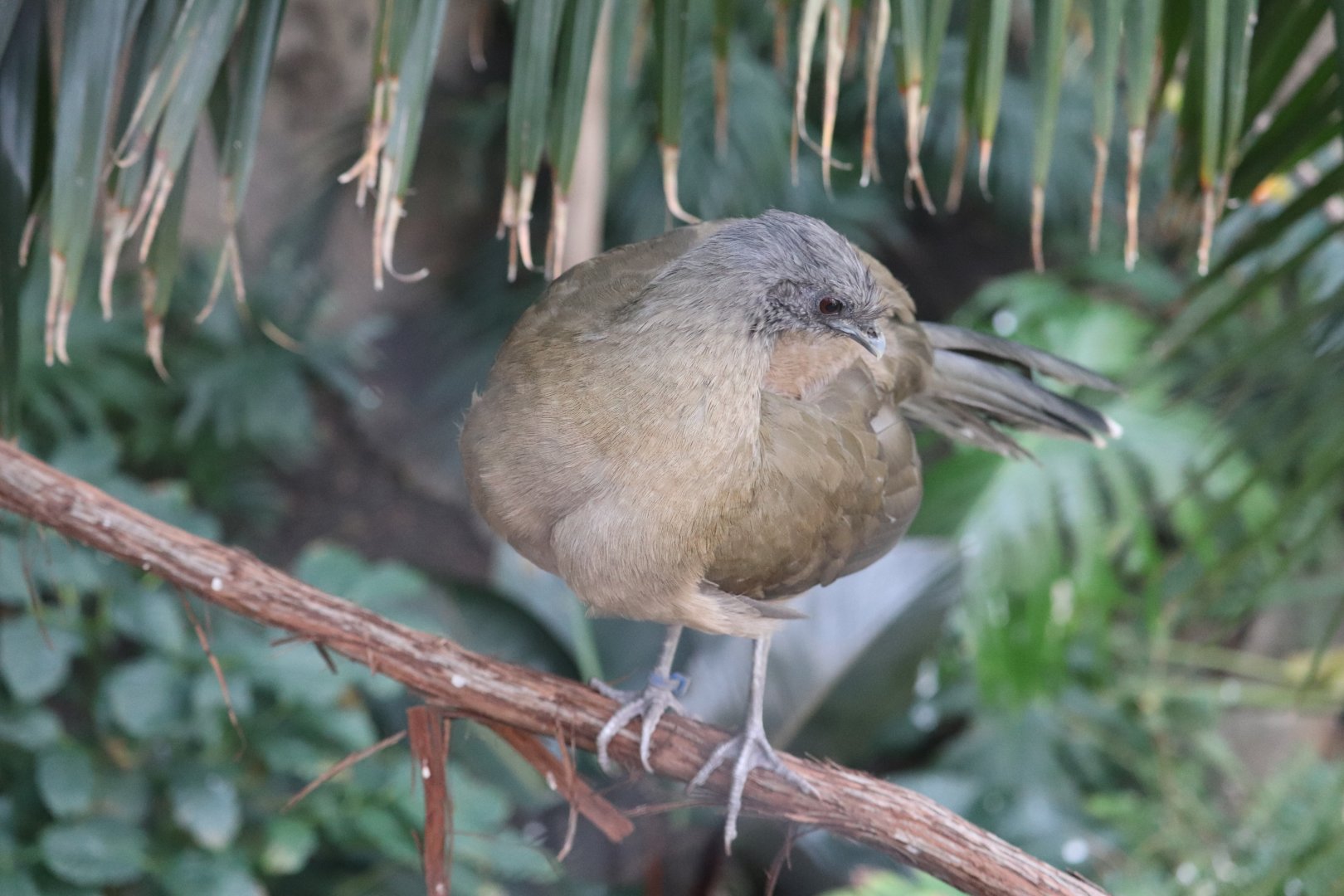 Bird House - Plain Chachalaca