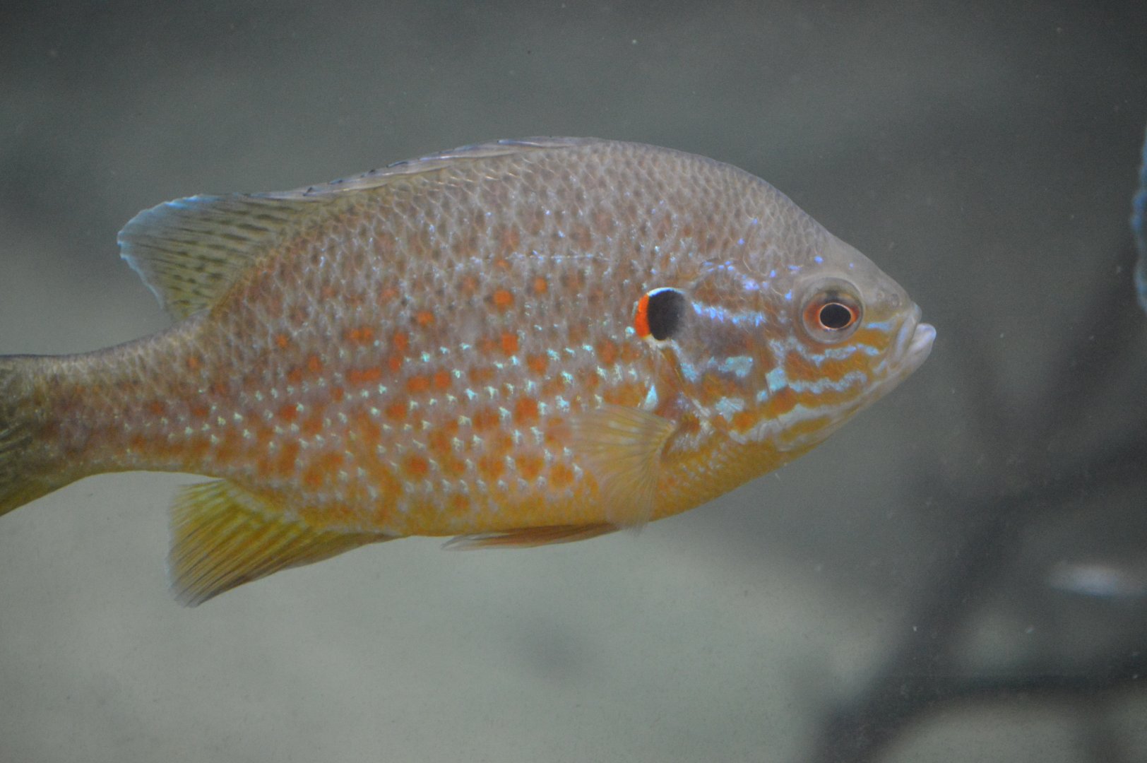 Bird House - Pumpkinseed (Lepomis gibbosus)