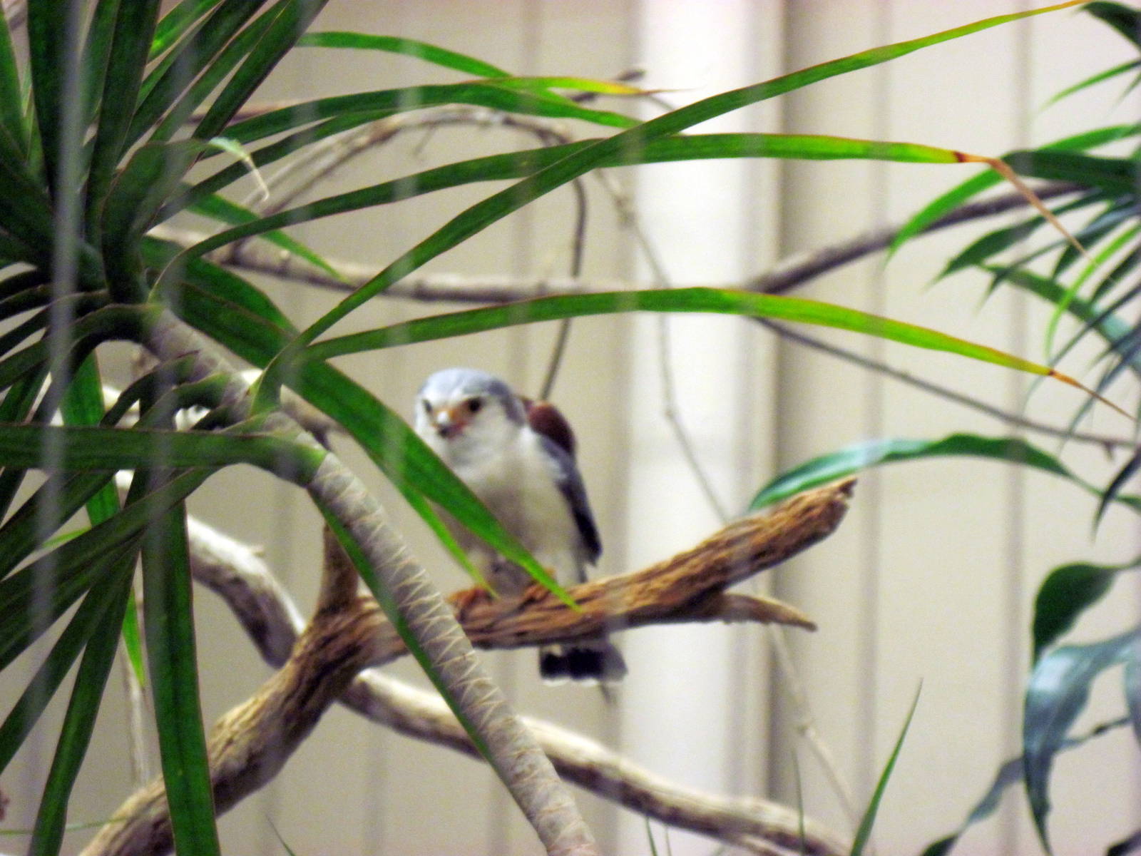 Bird House-Pygmy Falcon