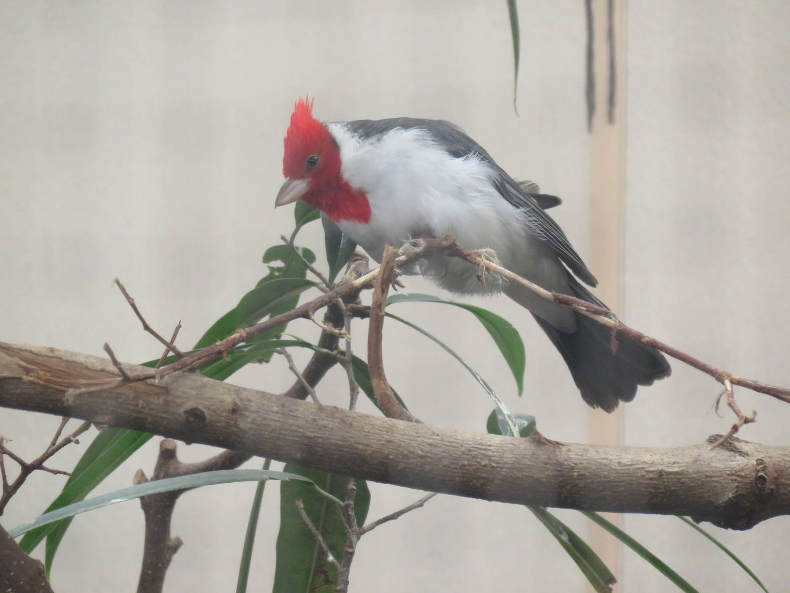 Bird House - Red Crested Cardinal