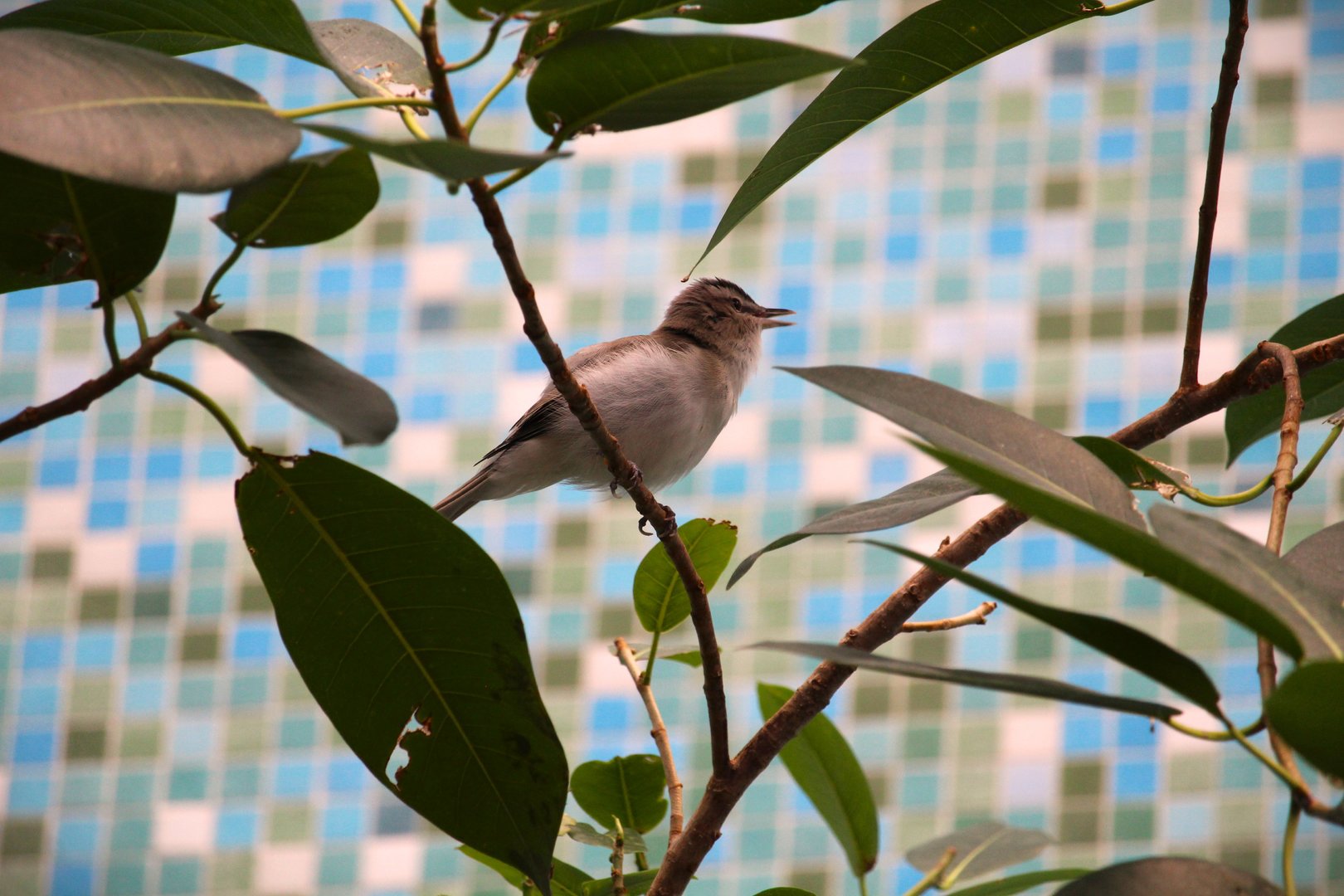 Bird House - Red-eyed Vireo
