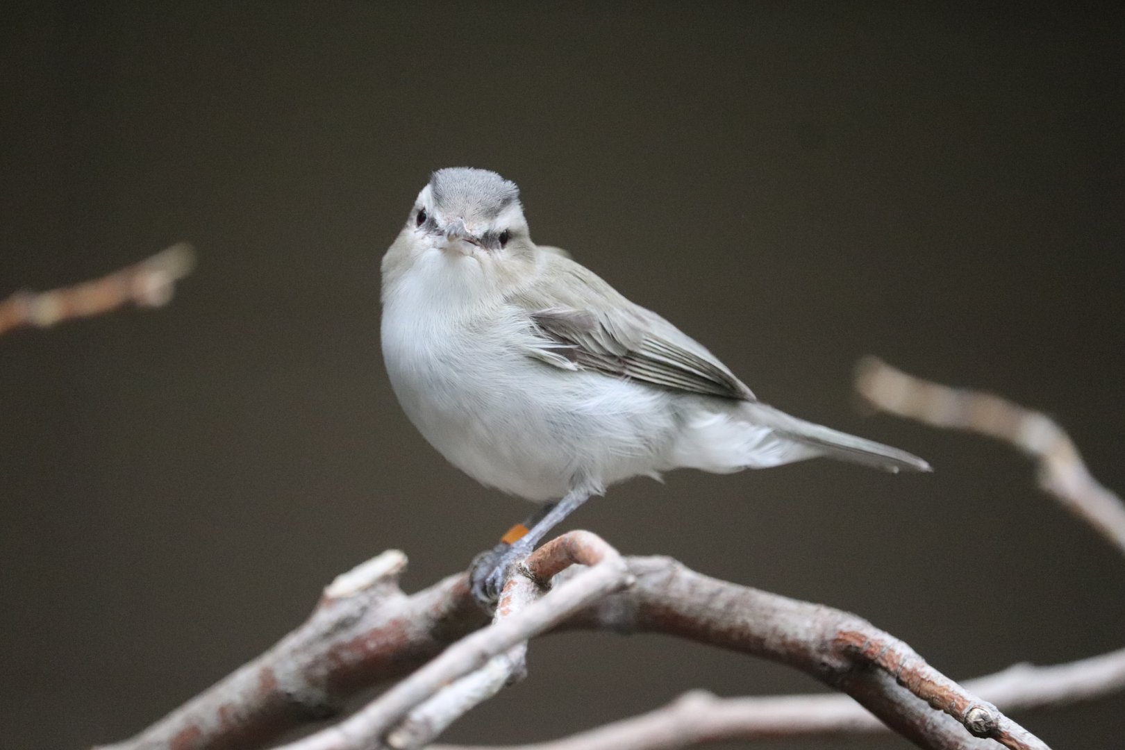 Bird House - Red-Eyed Vireo