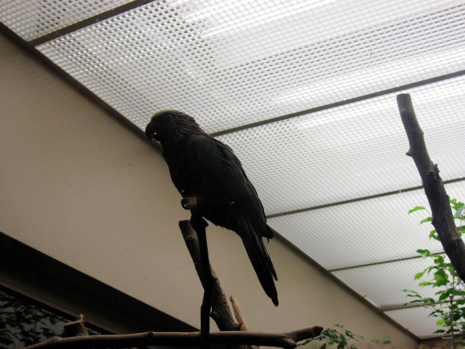 Bird House-Red-fronted Amazon
