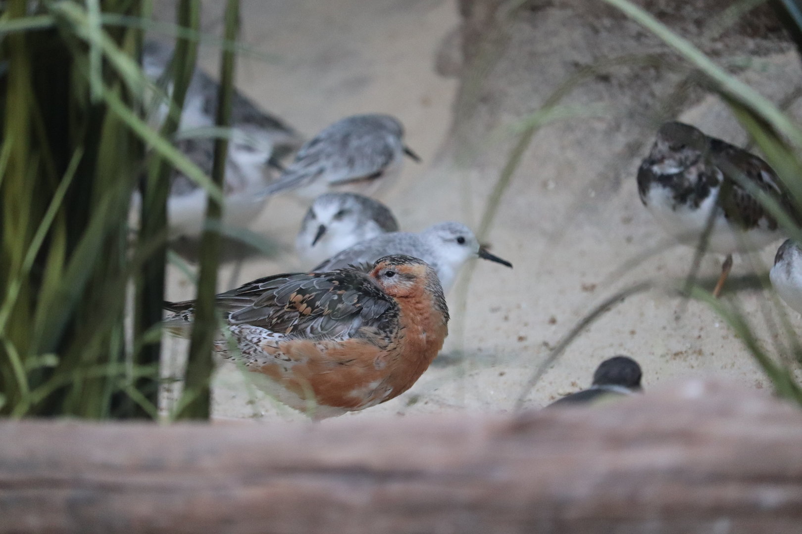Bird House - Red Knot
