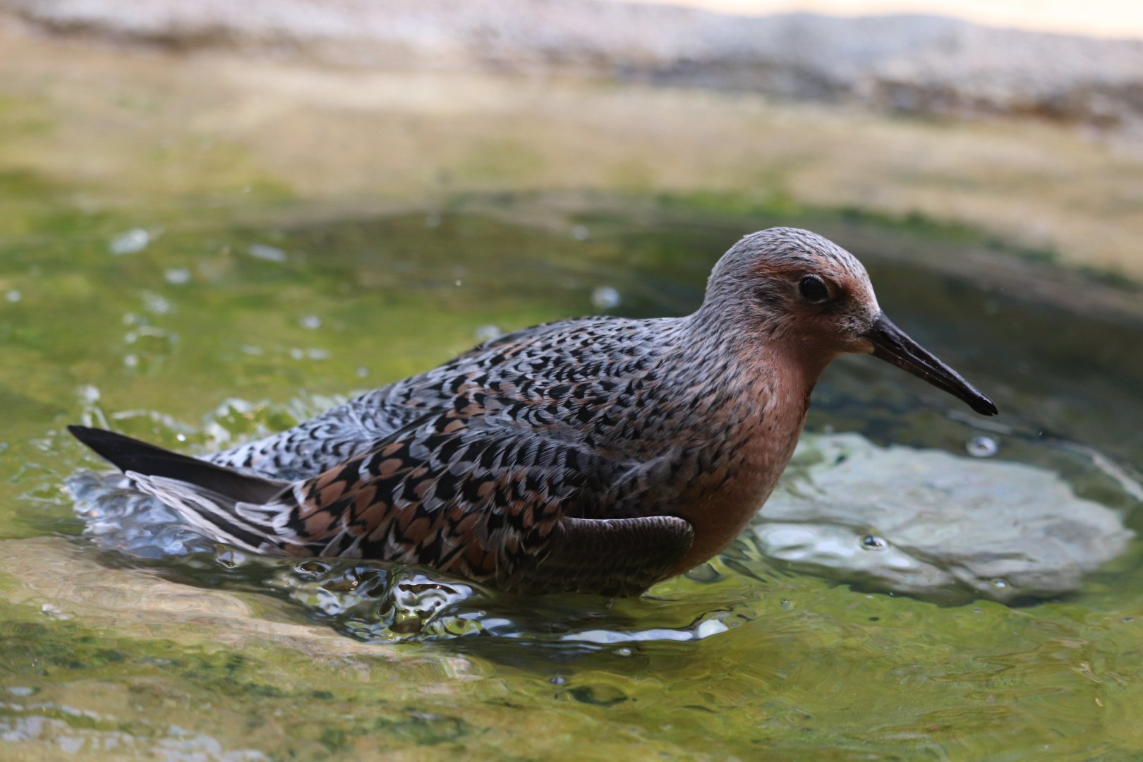 Bird House - Red Knot