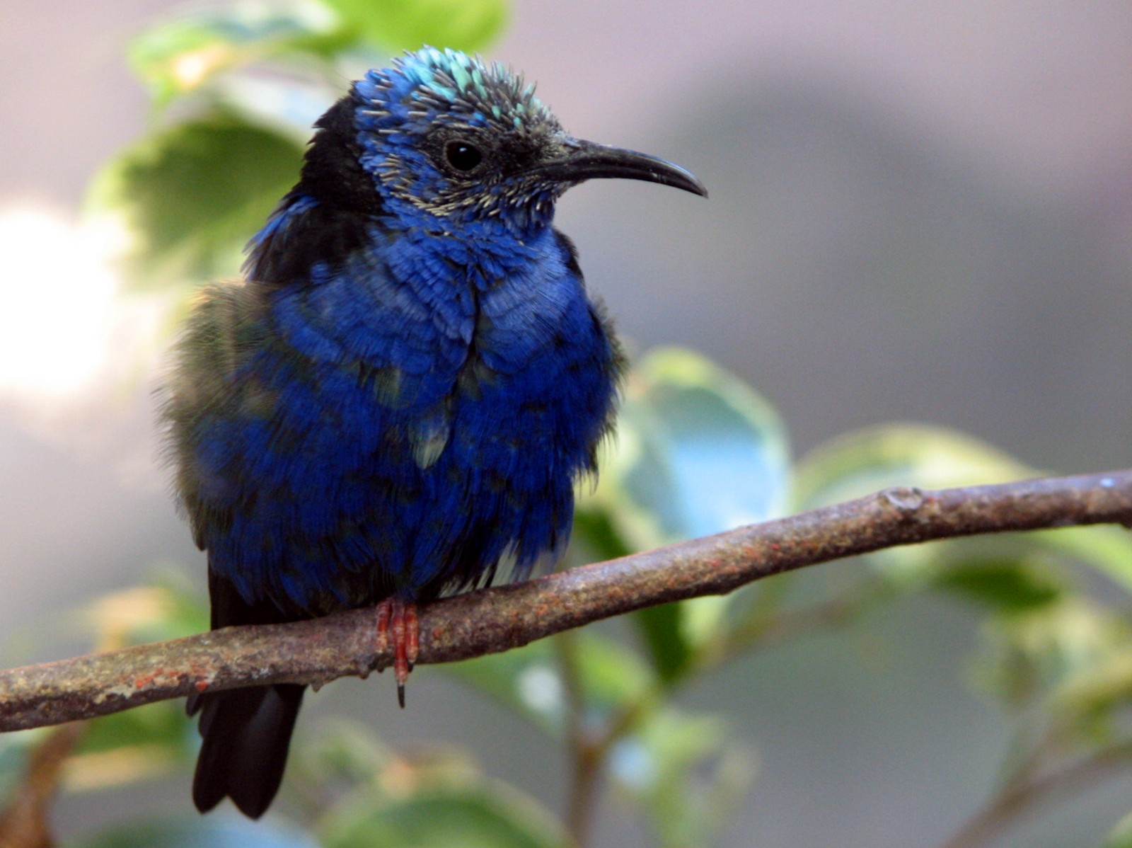 Bird House - Red-legged Honeycreeper