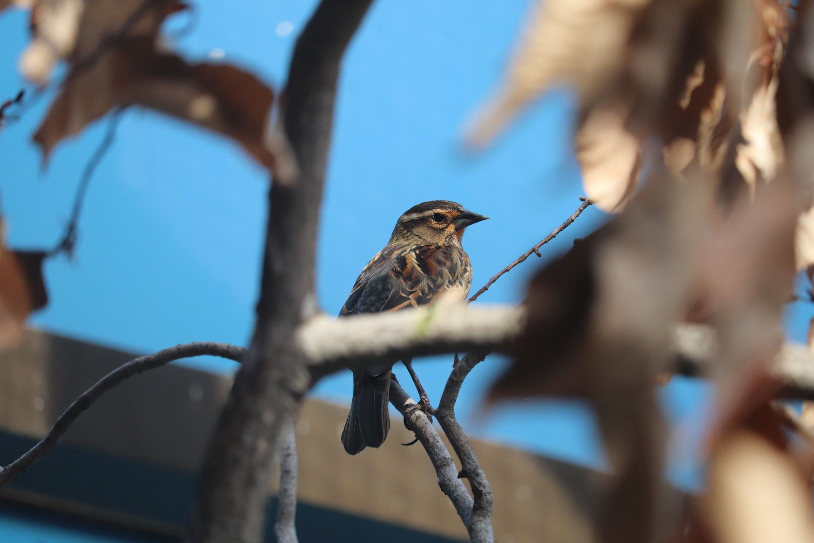 Bird House - Red-Winged Blackbird