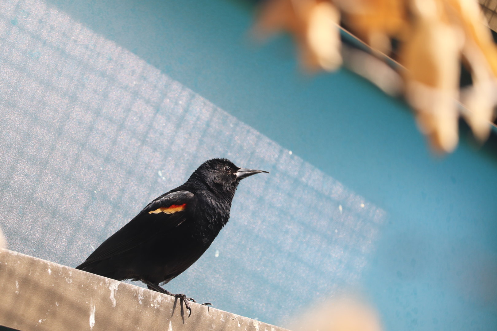 Bird House - Red-Winged Blackbird