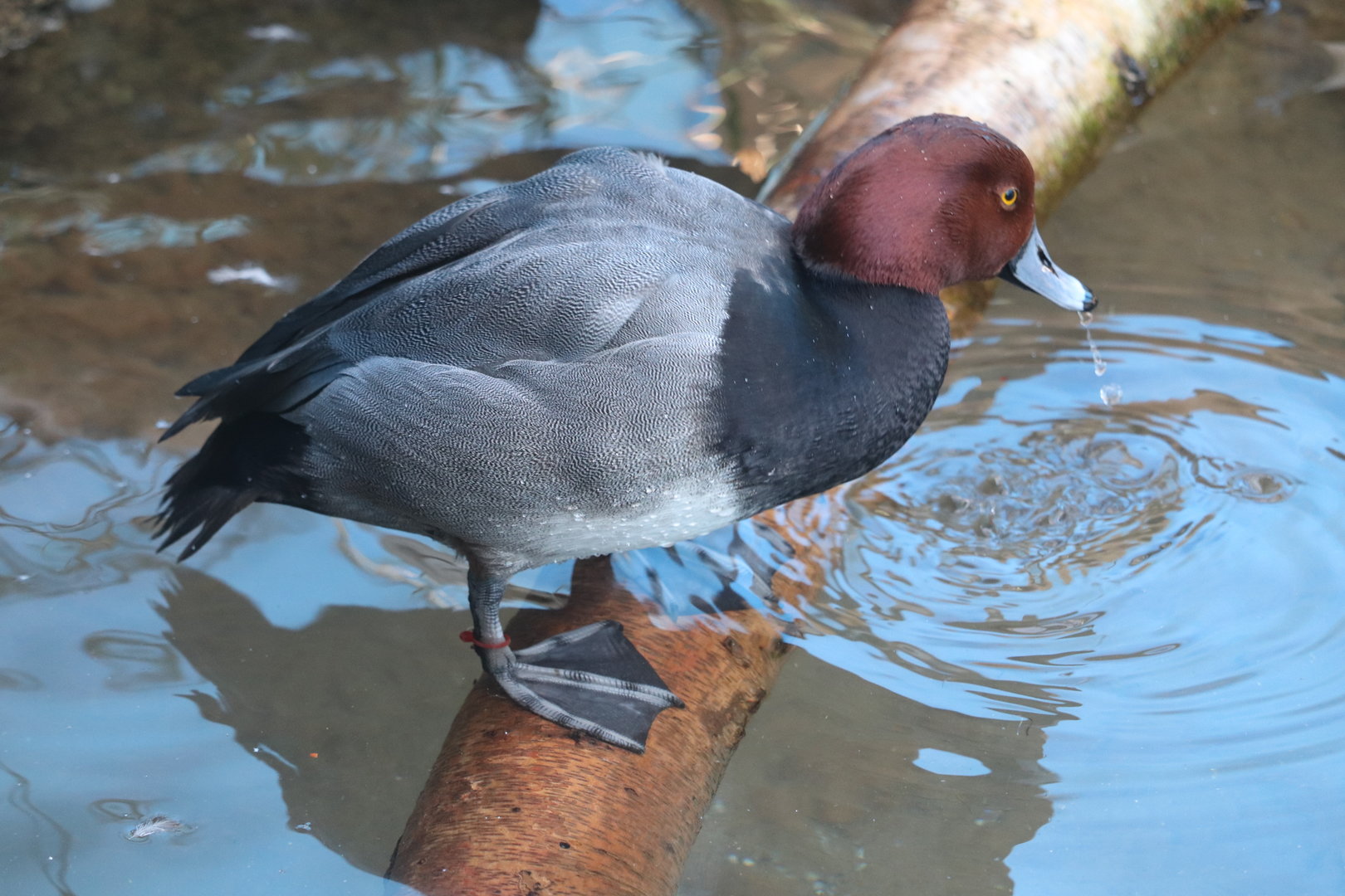 Bird House - Redhead