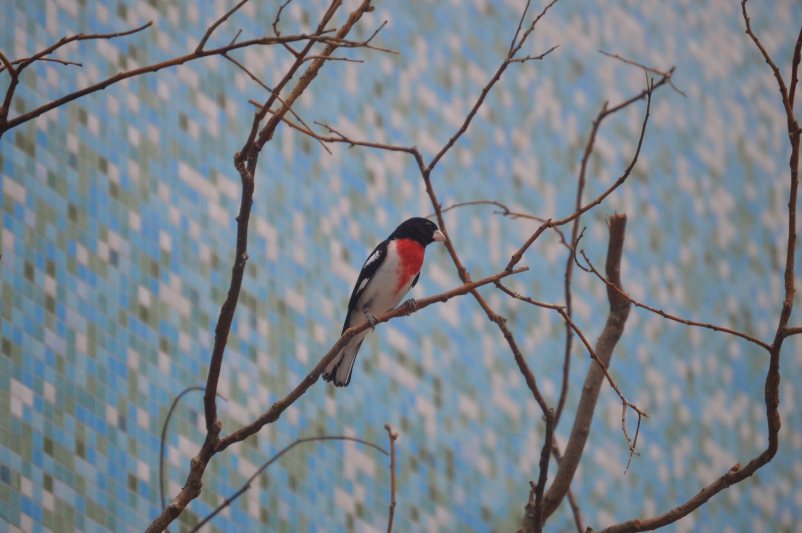 Bird House - Rose-breasted Grosbeak (Pheucticus ludovicianus)