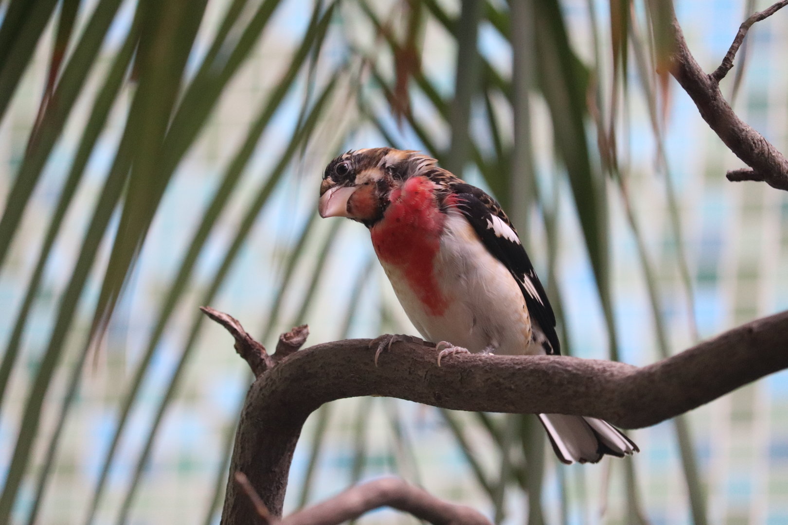 Bird House - Rose-Breasted Grosbeak
