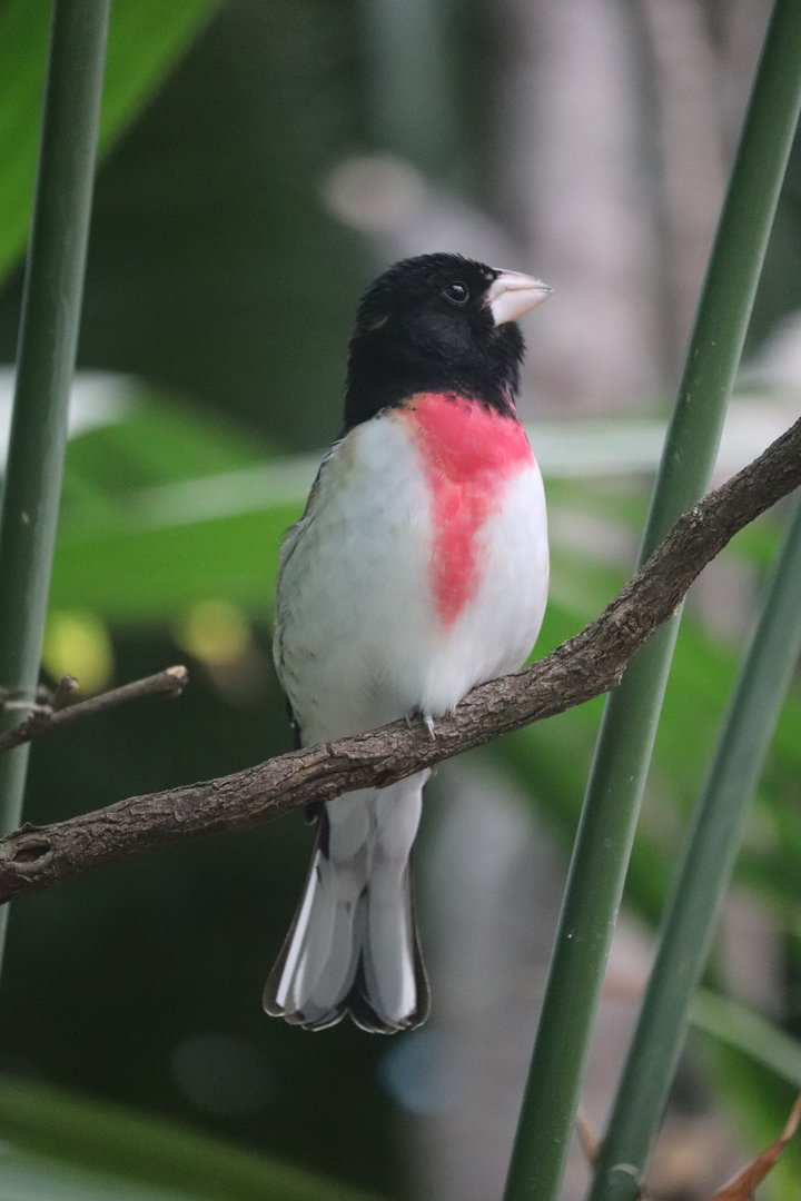Bird House - Rose-Breasted Grosbeak