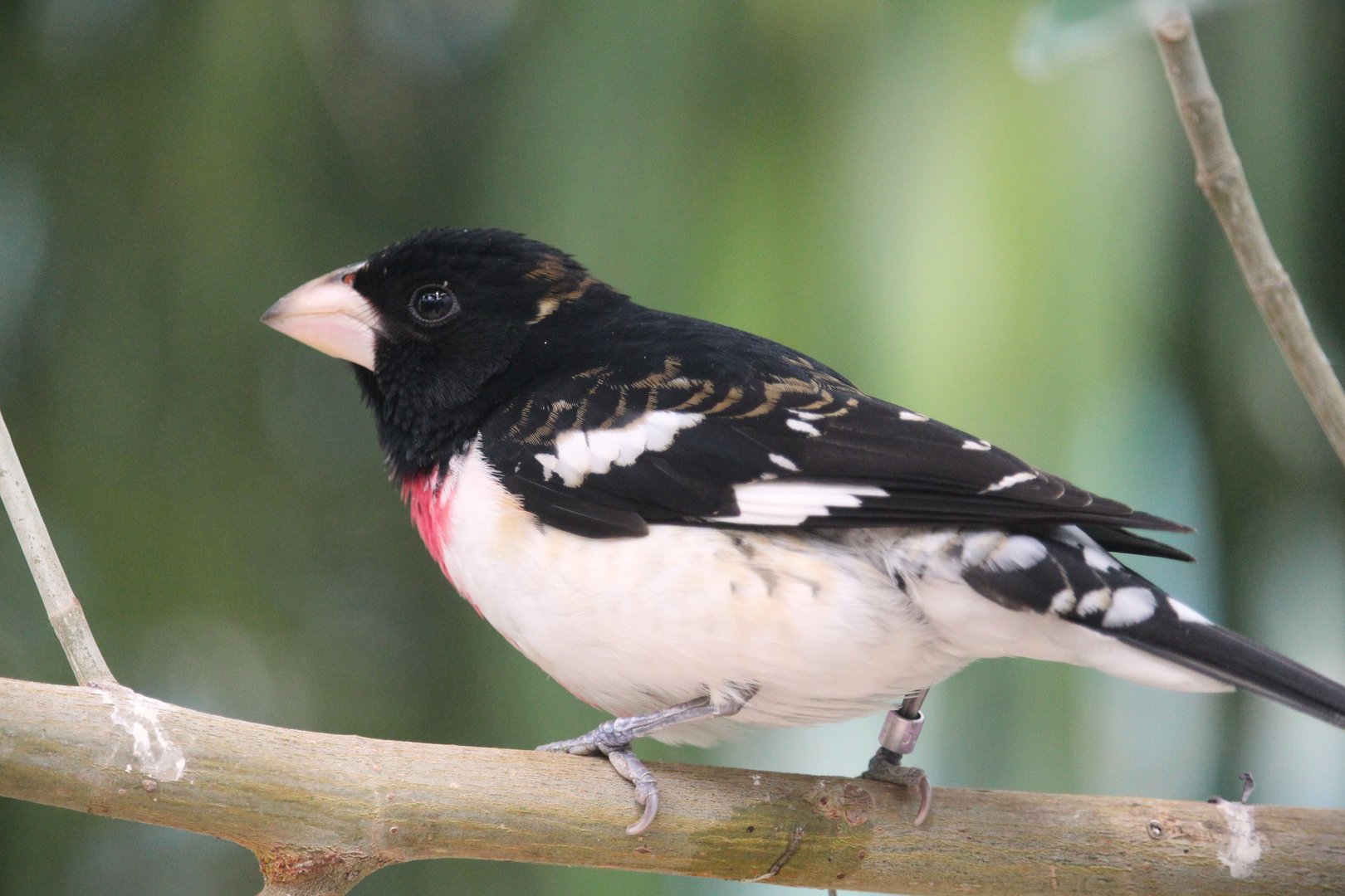 Bird House - Rose-breasted Grosbeak