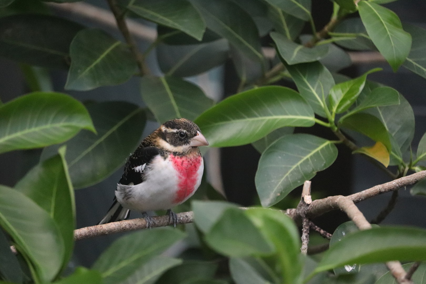 Bird House - Rose-Breasted Grosbeak