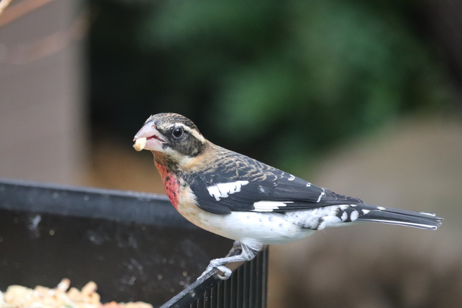 Bird House - Rose-Breasted Grosbeak