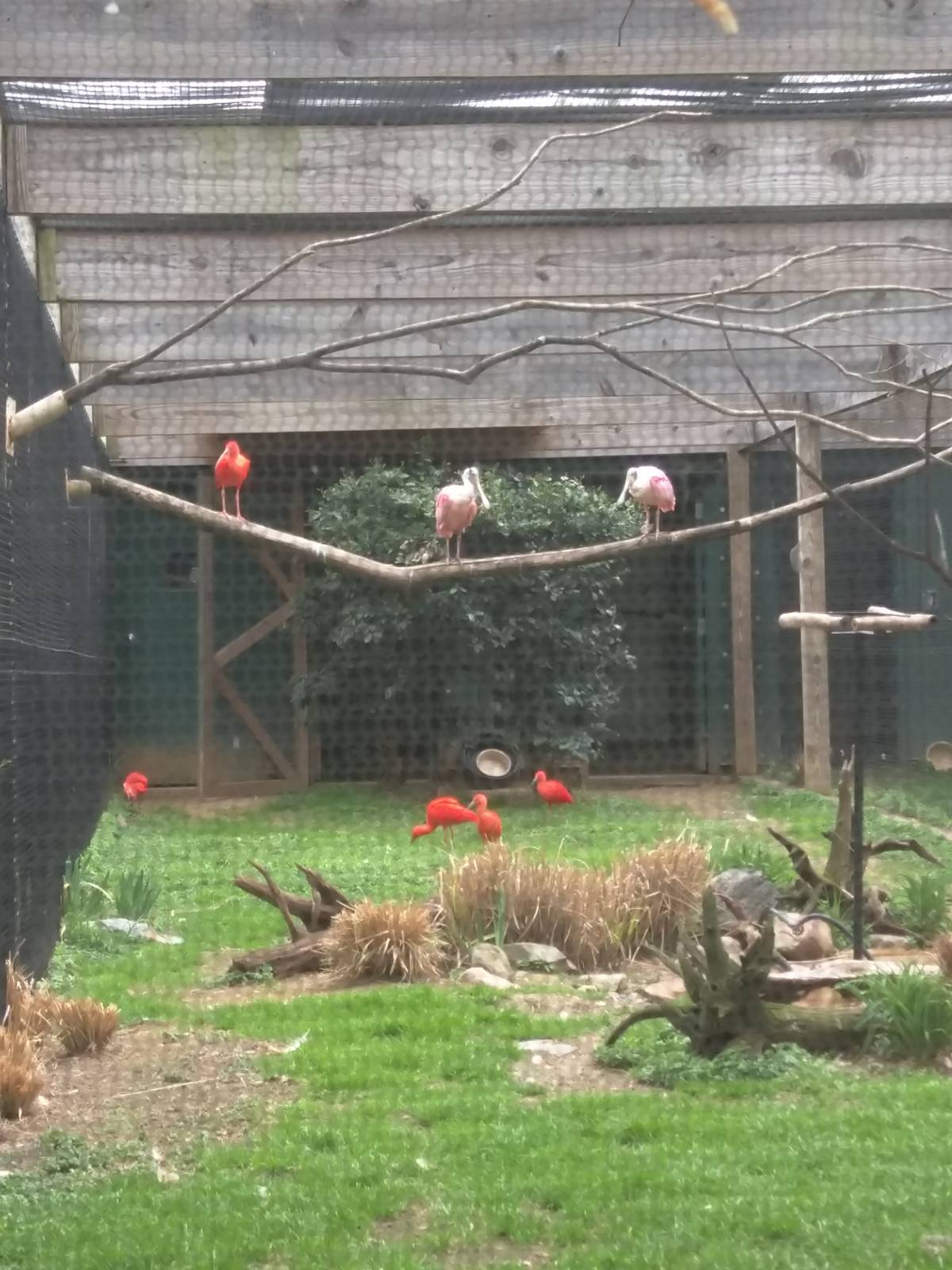 Bird House - Roseate Spoonbill - Scarlet Ibis