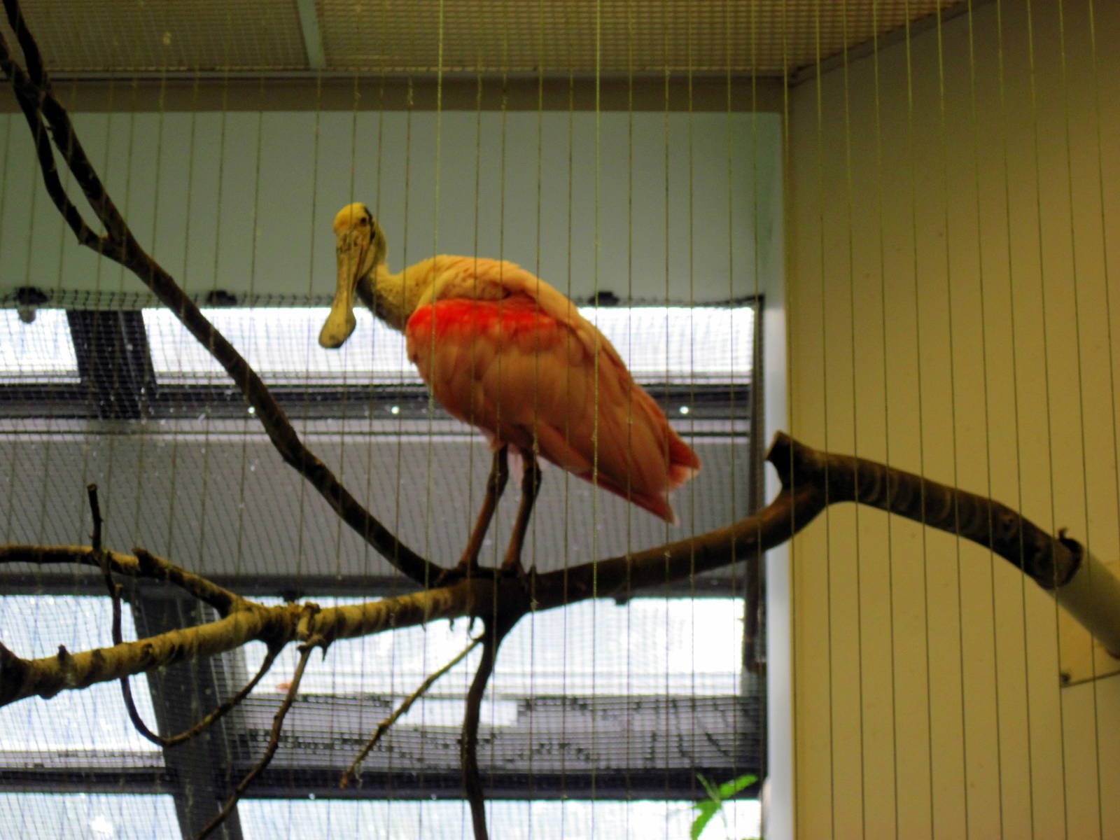 Bird House-Roseatte Spoonbill