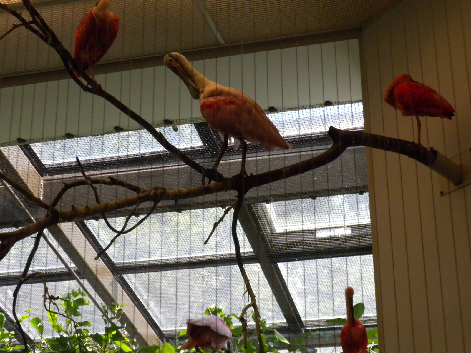 Bird House - Rosette Spoonbill and Scarlet Ibis