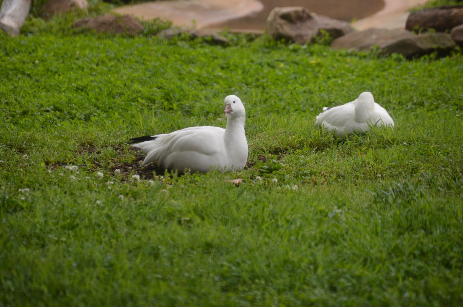 Bird House - Ross's Goose (Anser rossii)