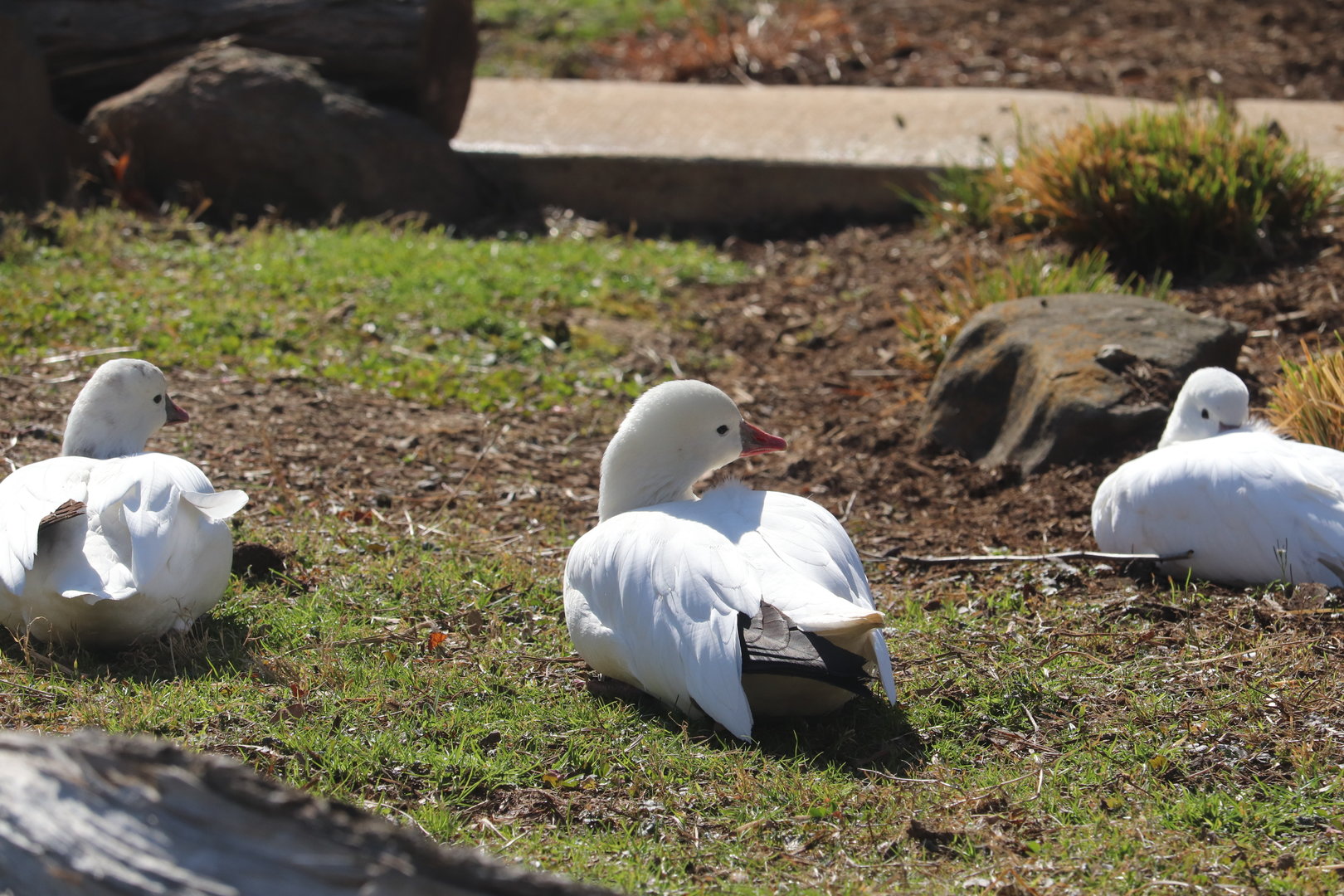 Bird House - Ross's Goose