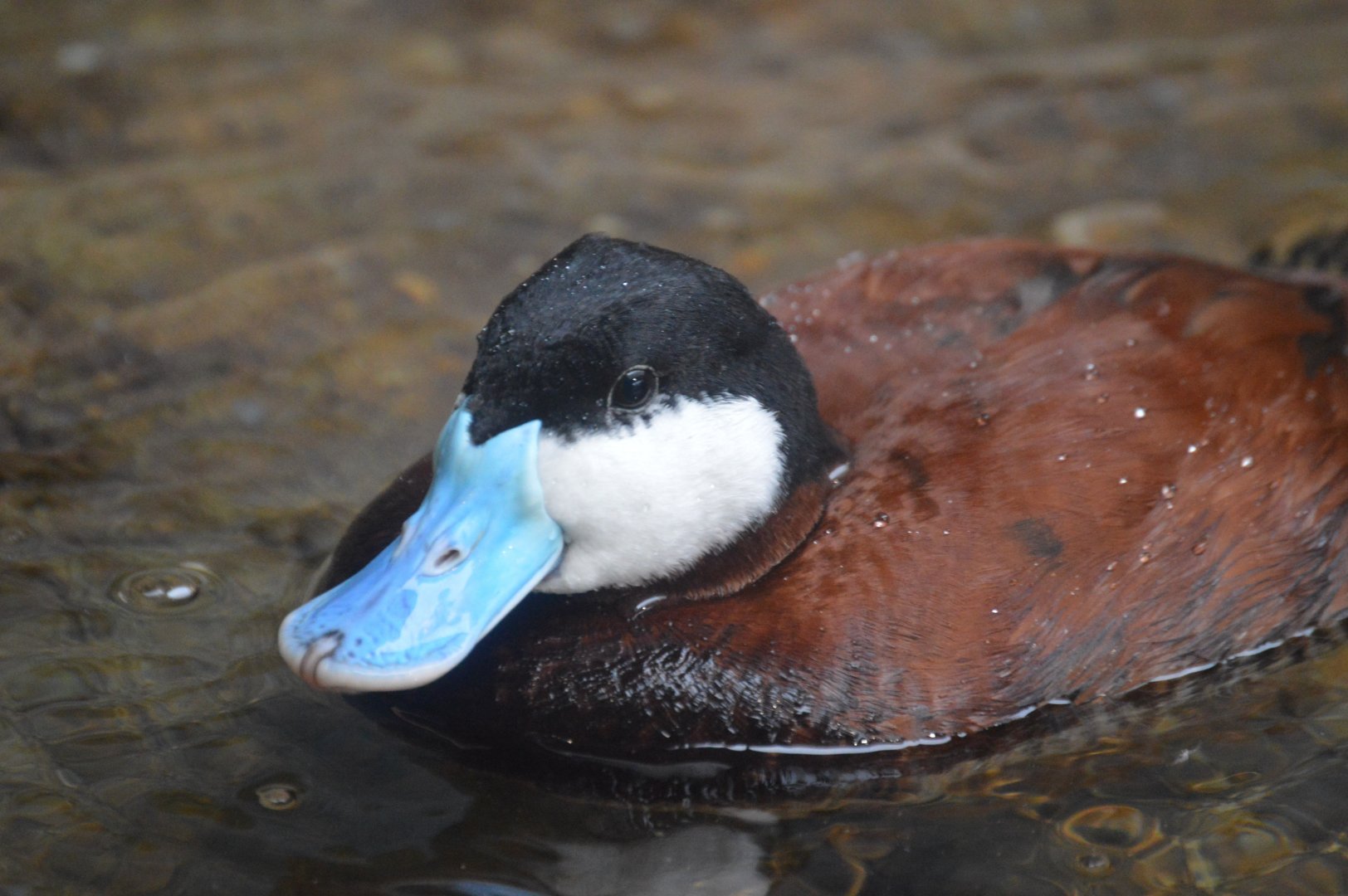 Bird House - Ruddy Duck (Oxyura jamaicensis)