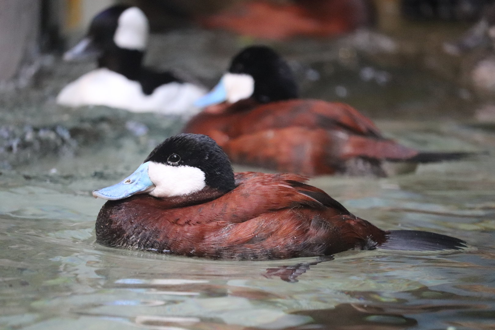 Bird House - Ruddy Duck