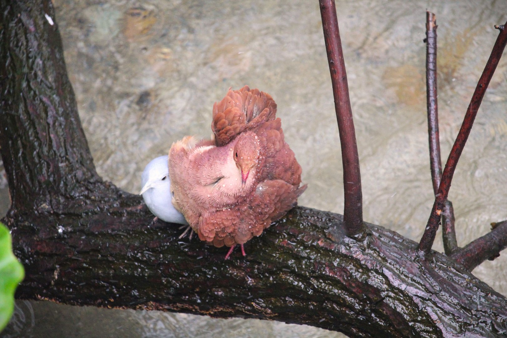 Bird House - Ruddy Quail-Dove and Blue Ground-Dove