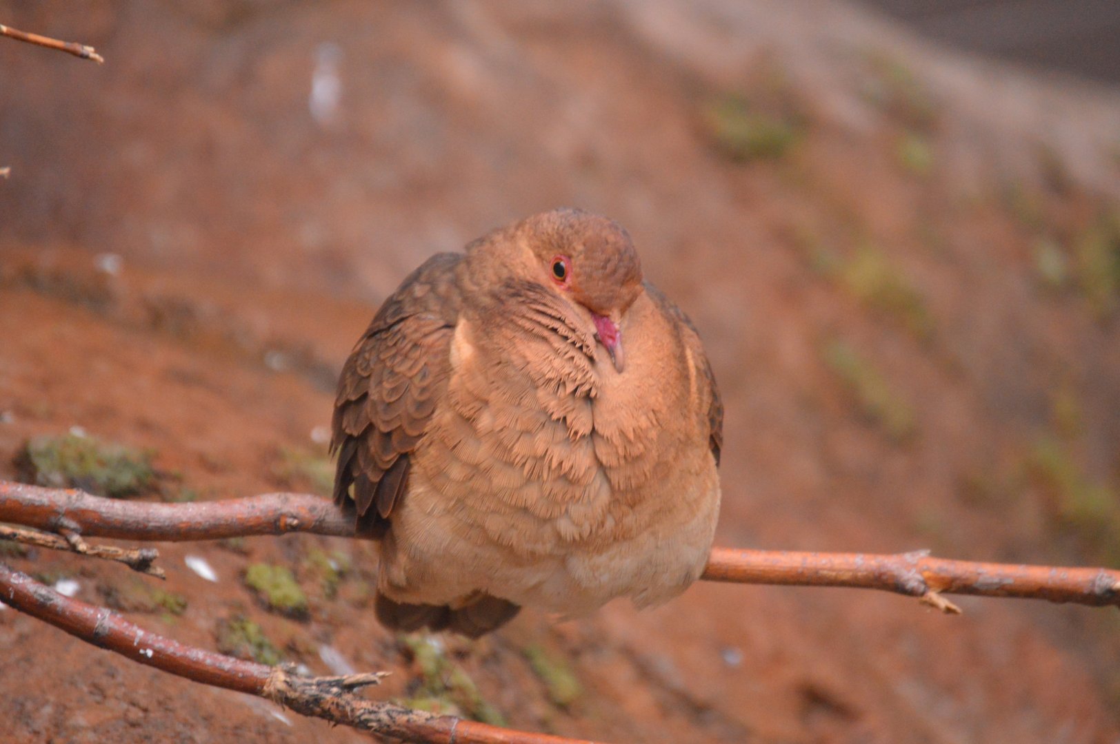 Bird House - Ruddy Quail-Dove (Geotrygon montana)