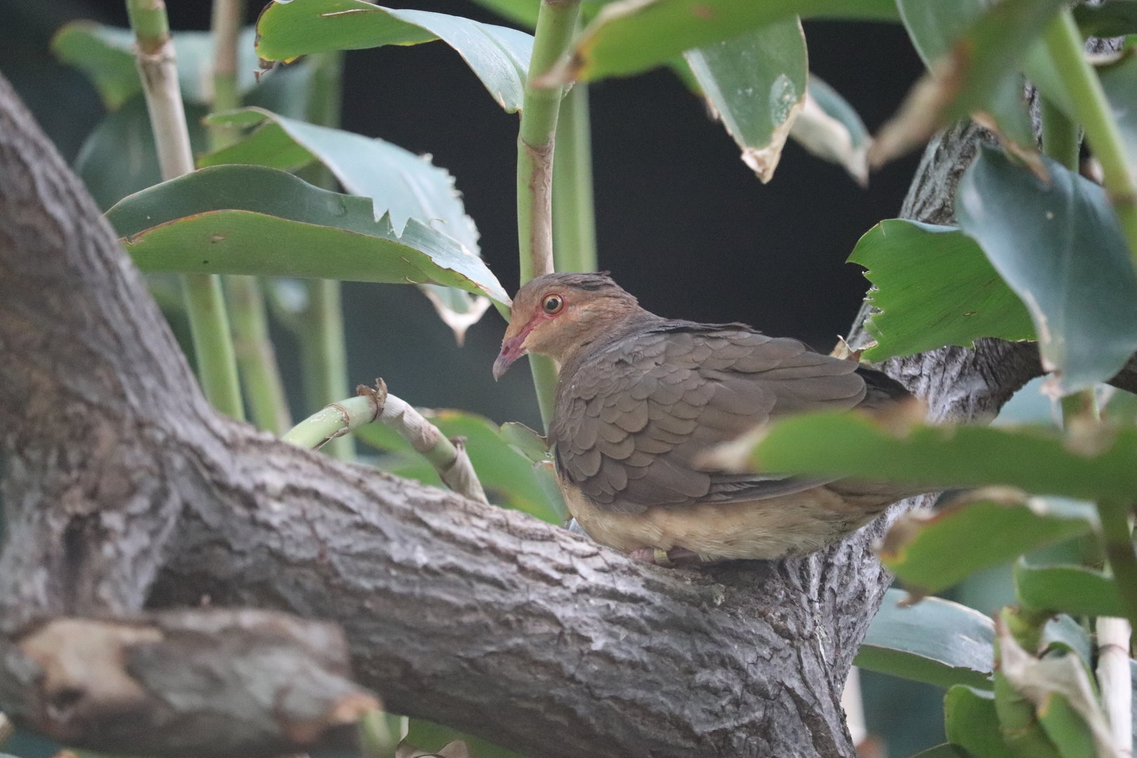 Bird House - Ruddy Quail-Dove