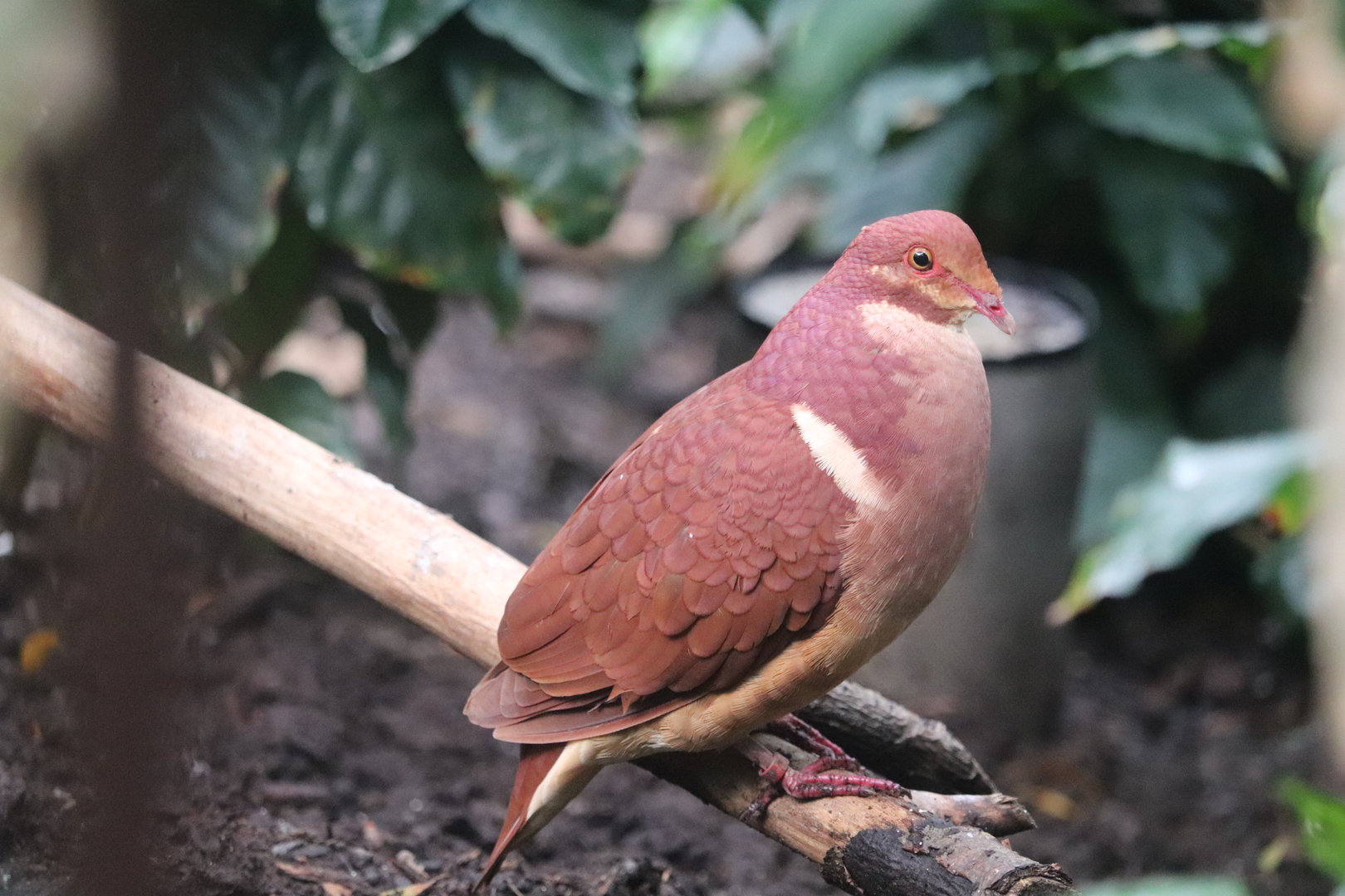 Bird House - Ruddy Quail-dove
