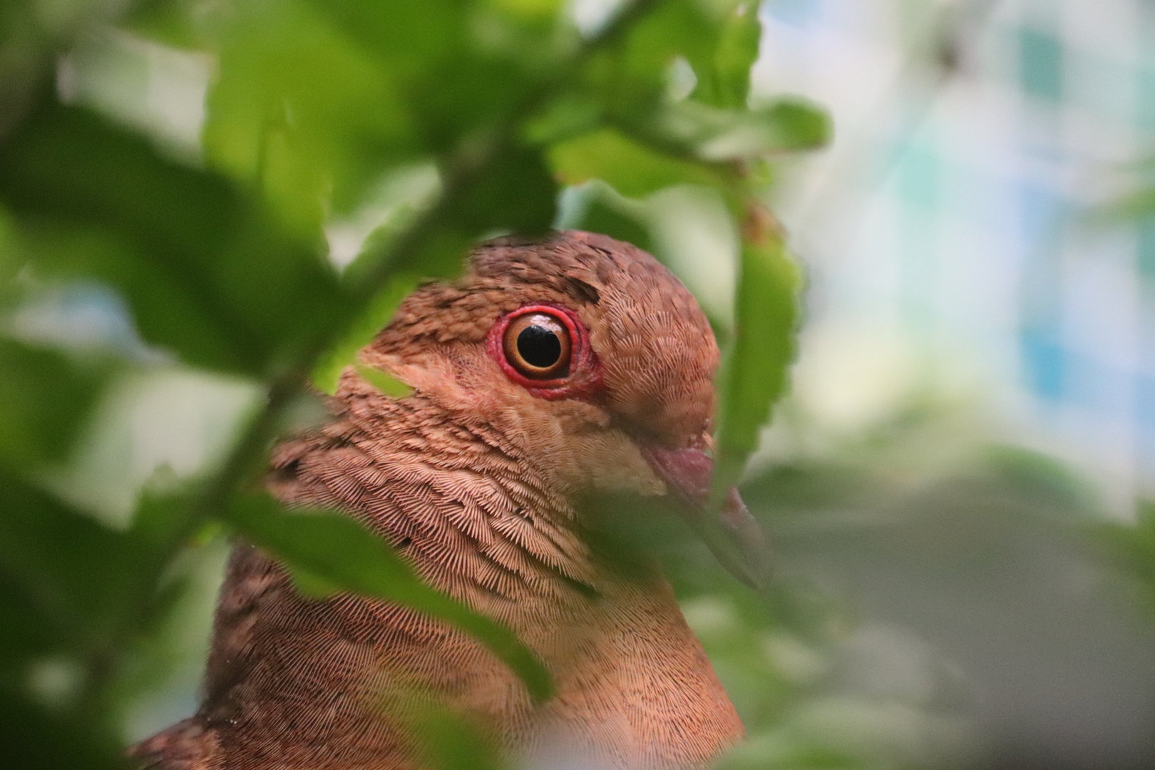 Bird House - Ruddy Quail-dove