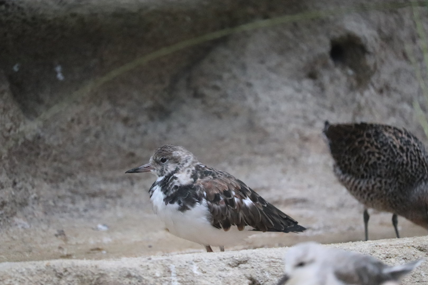 Bird House - Ruddy Turnstone