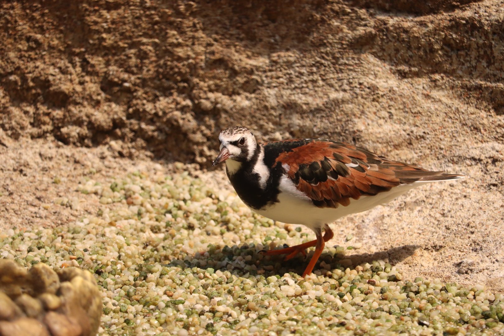 Bird House - Ruddy Turnstone