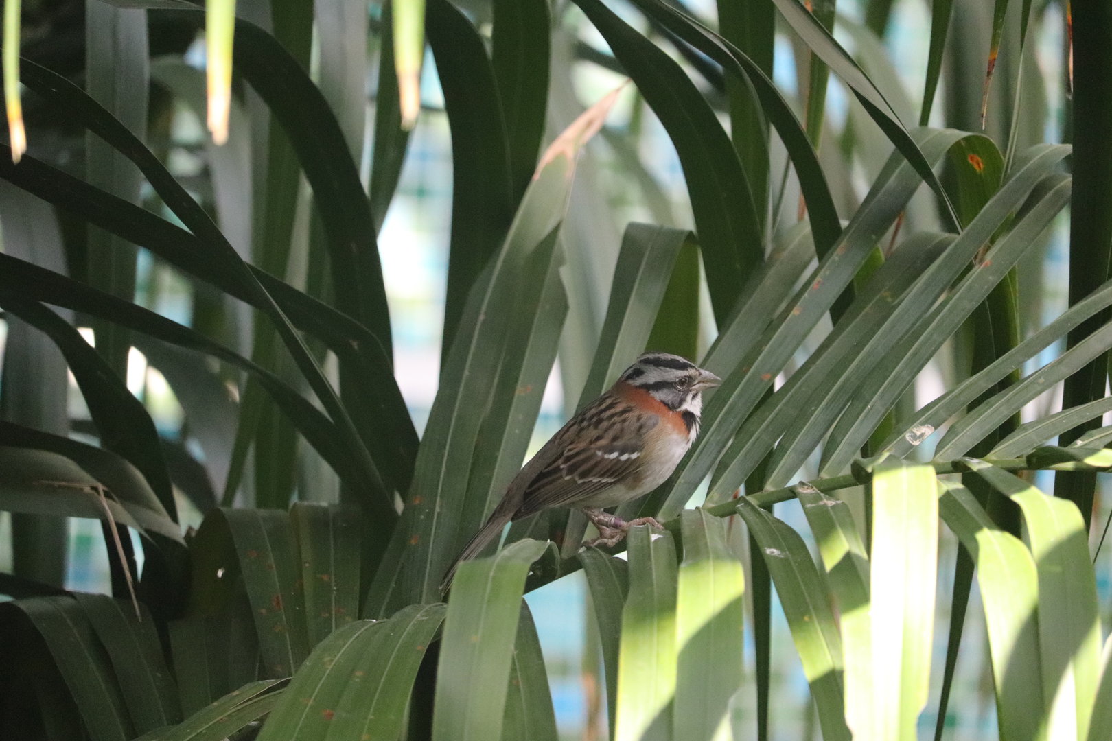 Bird House - Rufous-Collard Sparrow