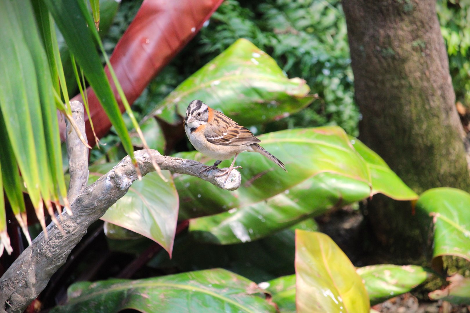 Bird House - Rufous-collared Sparrow