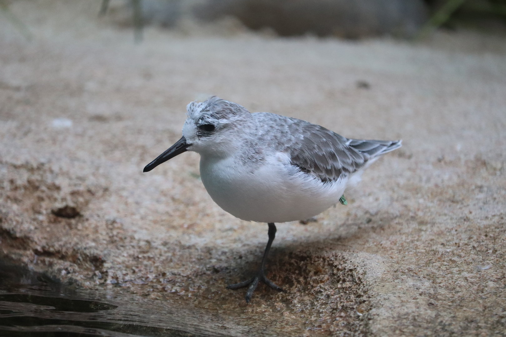 Bird House - Sanderling