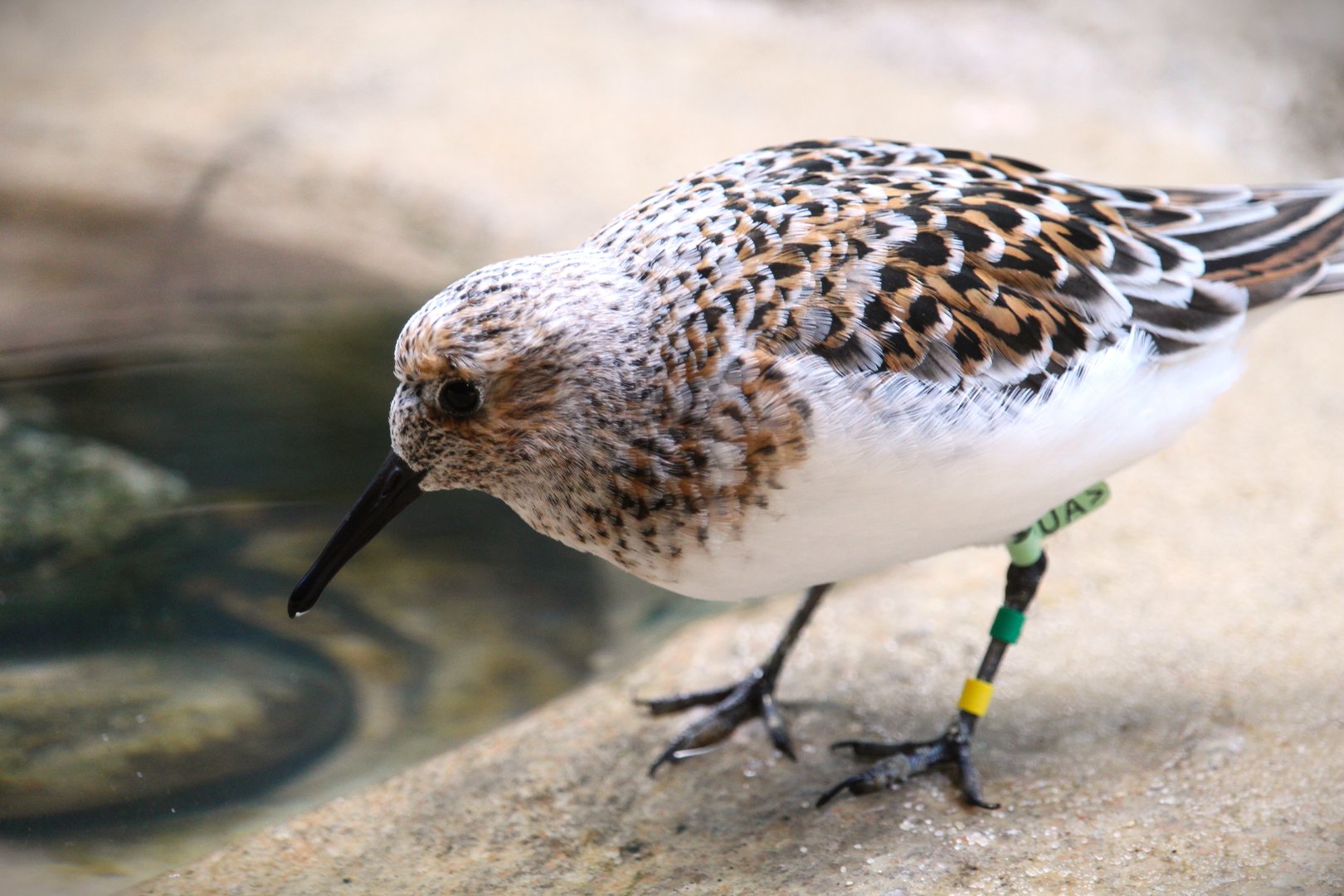 Bird House - Sanderling