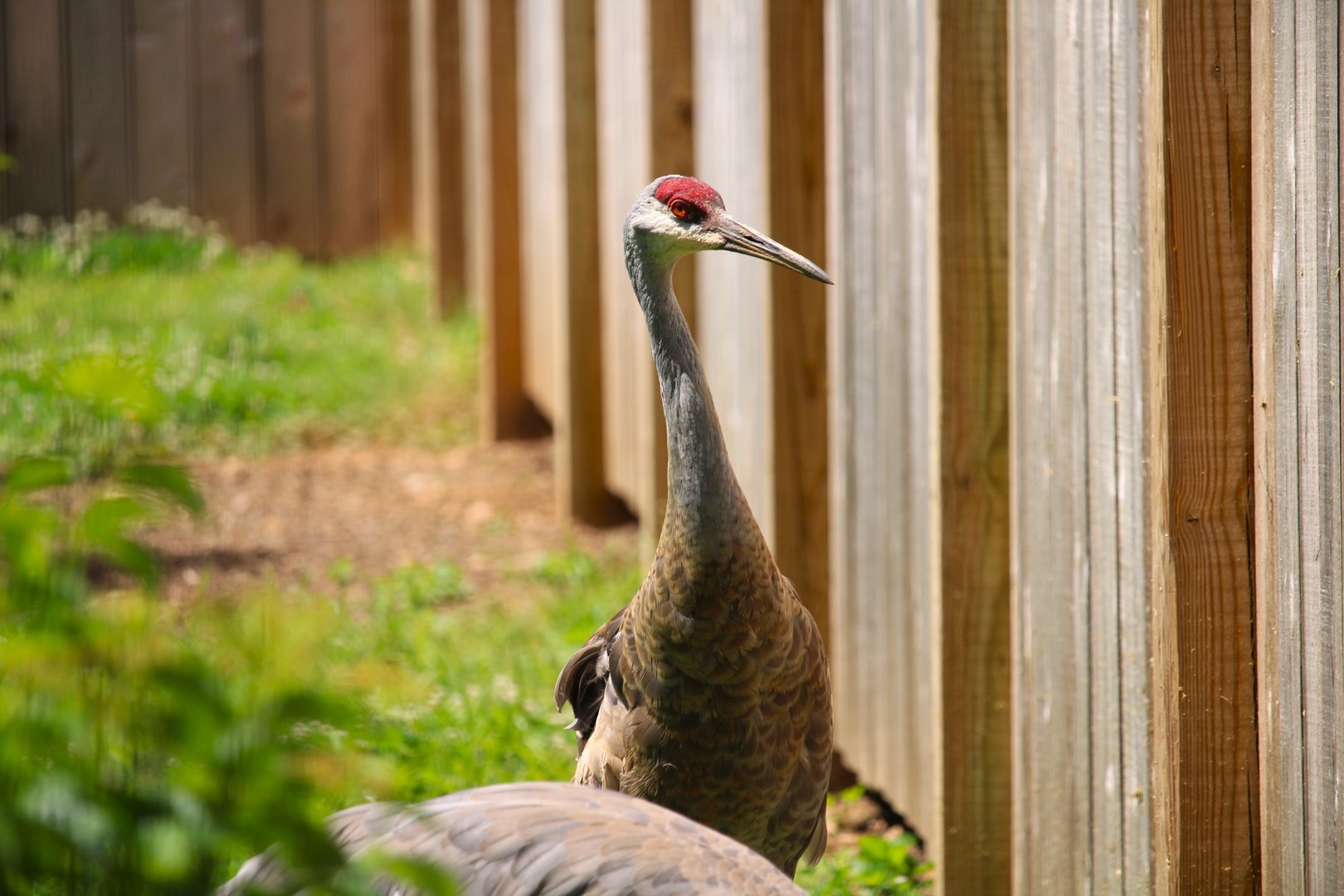 Bird House - Sandhill Crane